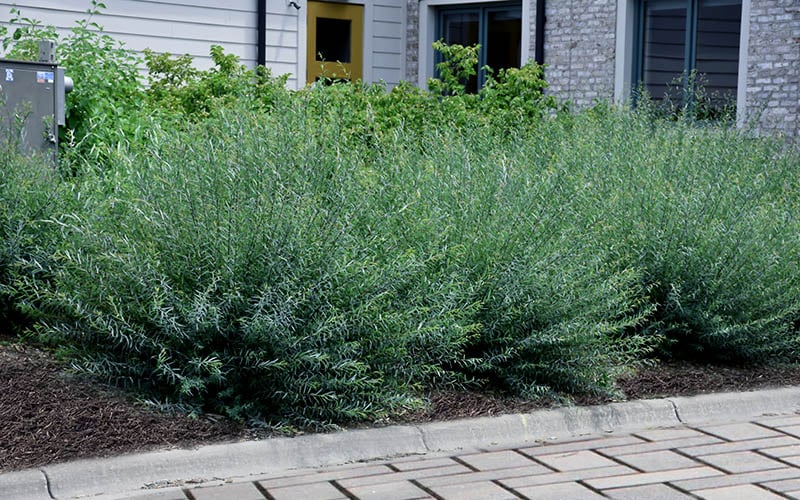  Dwarf Blue Arctic Willow Bush (Salix Purpurea 'Nana') - 1 Gallon Pot