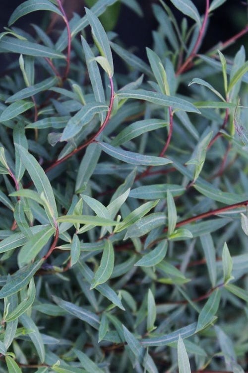  Dwarf Blue Arctic Willow Bush (Salix Purpurea 'Nana') - 5 Gallon Pot