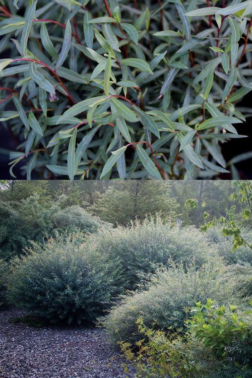  Dwarf Blue Arctic Willow Bush (Salix Purpurea 'Nana') - 2 Gallon Pot