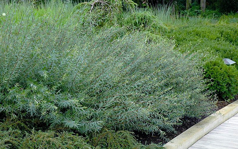  Dwarf Blue Arctic Willow Bush (Salix Purpurea 'Nana') - 2 Gallon Pot