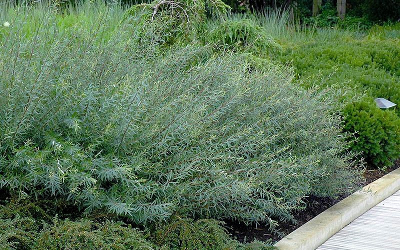  Dwarf Blue Arctic Willow Bush (Salix Purpurea 'Nana') - 2 Gallon Pot
