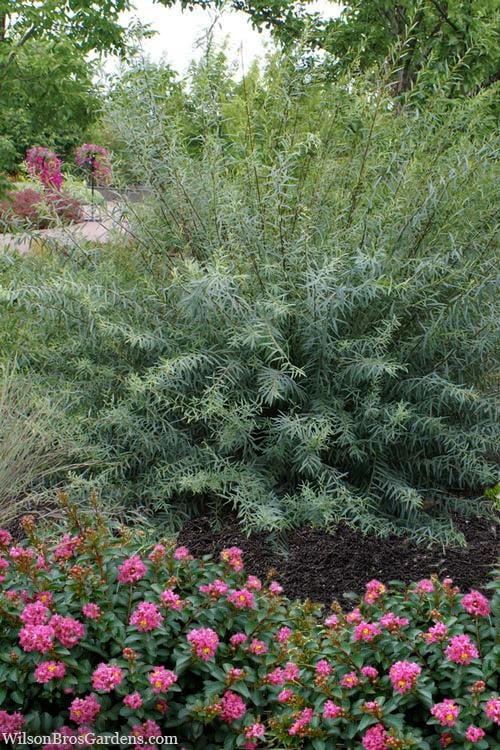  Dwarf Blue Arctic Willow Bush (Salix Purpurea 'Nana') - 5 Gallon Pot