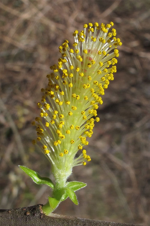  Silky Willow (Salix Sericea) - 1 Gallon Pot