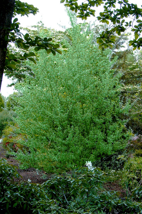  Silky Willow (Salix Sericea) - 1 Gallon Pot