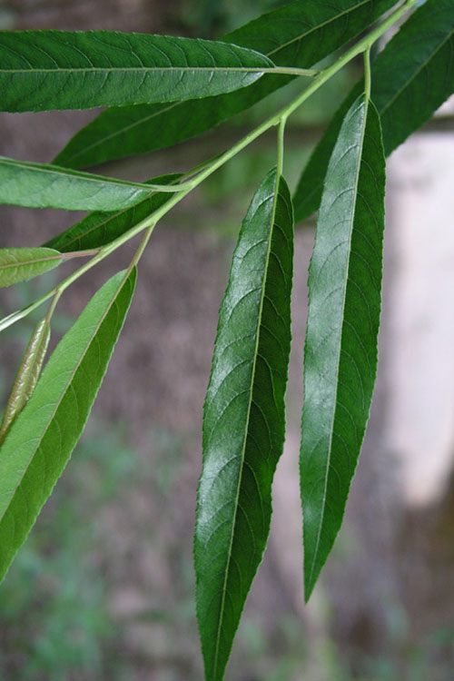  Silky Willow (Salix Sericea) - 1 Gallon Pot