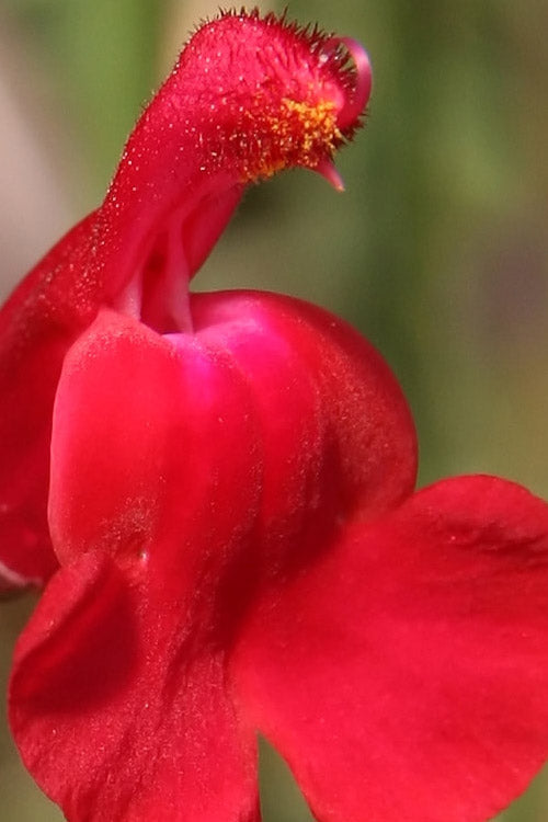  Furman's Red Texas Sage (Salvia) - 1 Gallon Pot