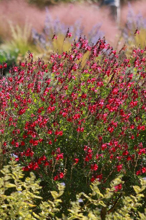  Furman's Red Texas Sage (Salvia) - 1 Gallon Pot