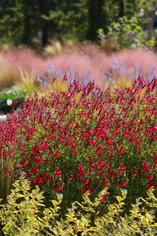  Furman's Red Texas Sage (Salvia) - 1 Gallon Pot