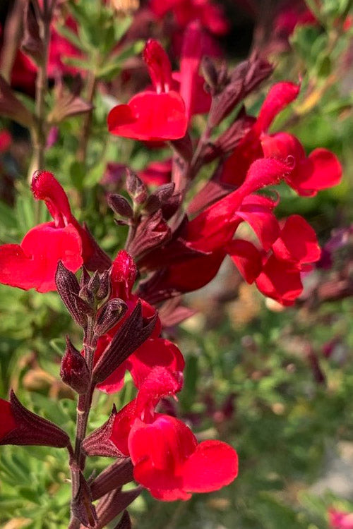  Furman's Red Texas Sage (Salvia) - 1 Gallon Pot