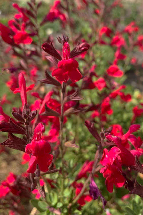  Furman's Red Texas Sage (Salvia) - 1 Gallon Pot