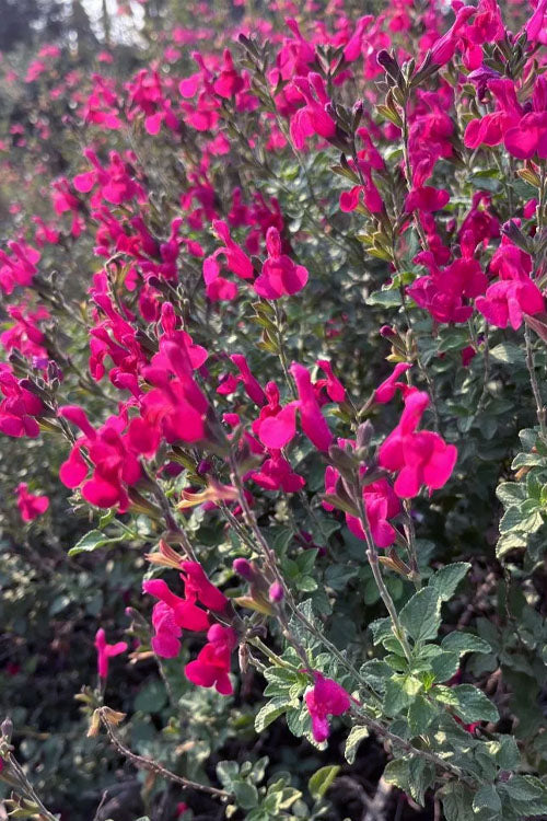  Heatwave Brilliance Salvia (Sage) - 1 Gallon Pot