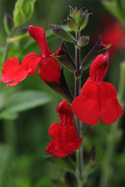  Radio Red Salvia (Autumn Sage) - 6 Pack Of 1 Gallon Pots