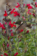  Radio Red Salvia (Autumn Sage) - 6 Pack Of 1 Gallon Pots