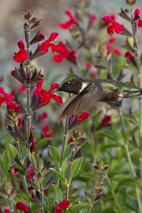  Radio Red Salvia (Autumn Sage) - 6 Pack Of 1 Gallon Pots