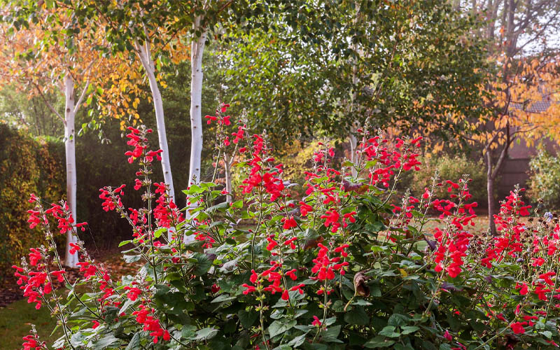  Radio Red Salvia (Autumn Sage) - 6 Pack Of 1 Gallon Pots