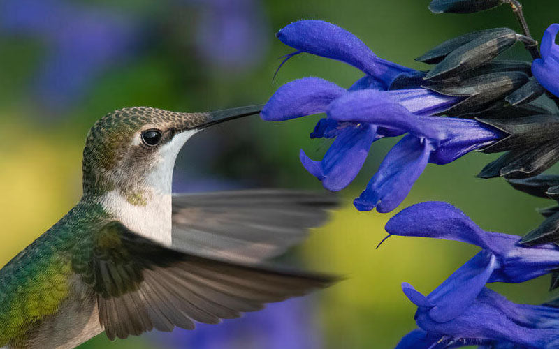 Black And Blue Salvia (Blue Anise Sage) - Salvia Guaranitica - 1 Gallon Pot