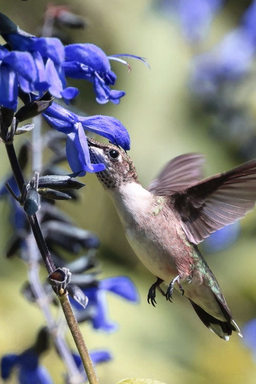  Black And Blue Salvia (Blue Anise Sage) - Salvia Guaranitica - 1 Gallon Pot