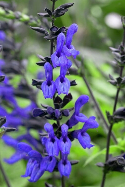  Black And Blue Salvia (Blue Anise Sage) - Salvia Guaranitica - 1 Gallon Pot