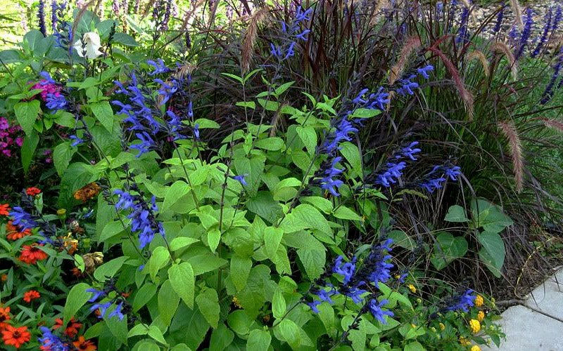  Black And Blue Salvia (Blue Anise Sage) - Salvia Guaranitica -5-Pack Of Quart Pots