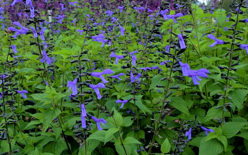  Black And Blue Salvia (Blue Anise Sage) - Salvia Guaranitica - 1 Gallon Pot
