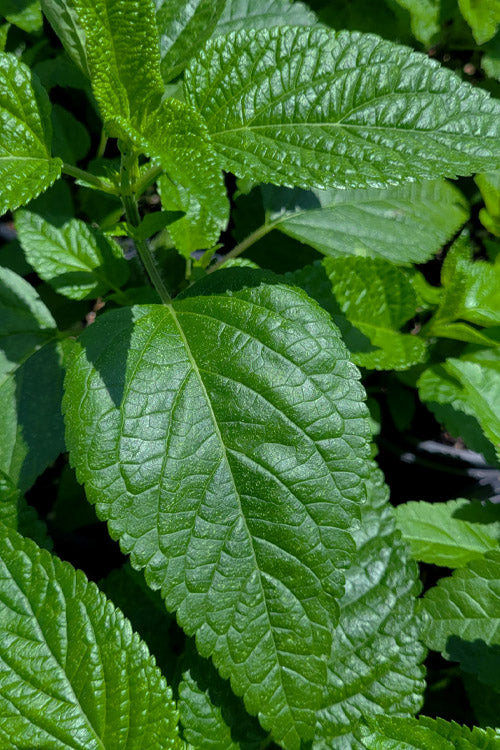  Bodacious Smokey Jazz Salvia - 1 Gallon Pot