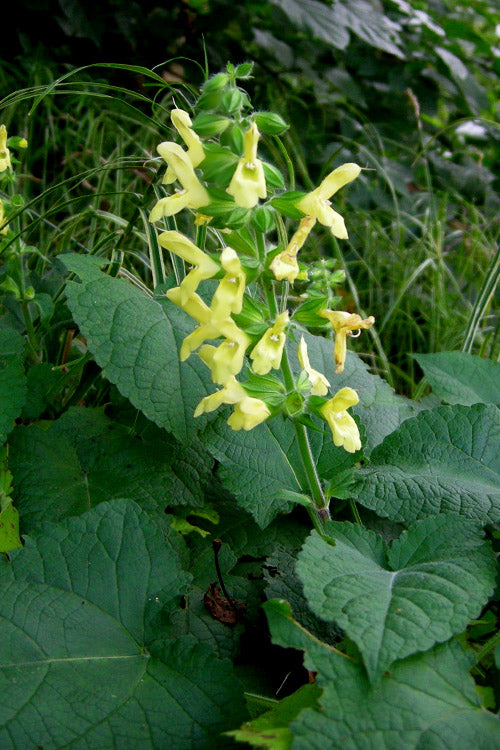 Yellow Woodland Sage (Salvia) - 6 Pack 1 Gallon Pots