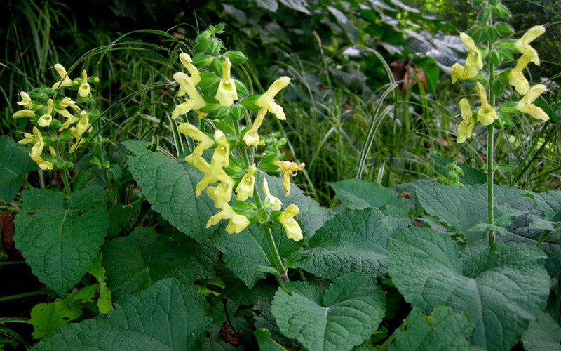  Yellow Woodland Sage (Salvia) - 6 Pack 1 Gallon Pots