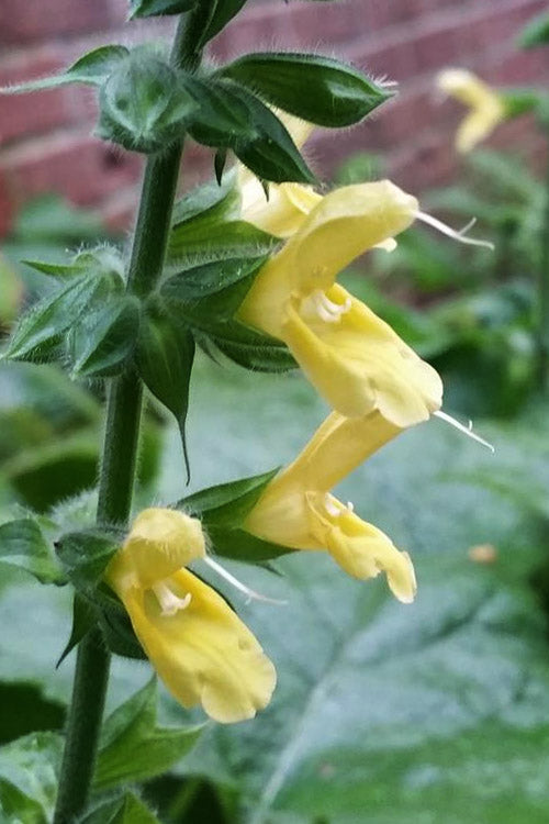  Yellow Woodland Sage (Salvia) - 6 Pack 1 Gallon Pots