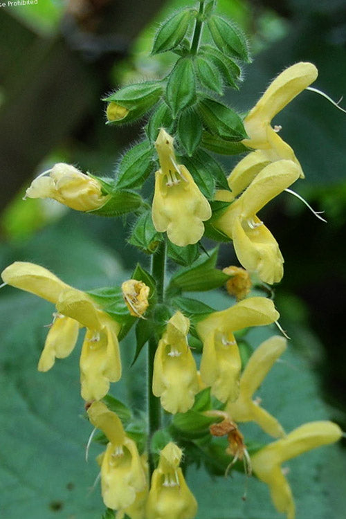  Yellow Woodland Sage (Salvia) - 6 Pack 1 Gallon Pots