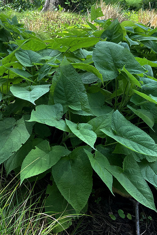  Yellow Woodland Sage (Salvia) - 6 Pack 1 Gallon Pots