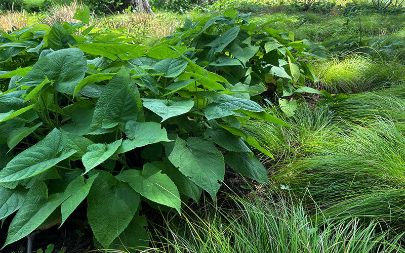  Yellow Woodland Sage (Salvia) - 6 Pack 1 Gallon Pots