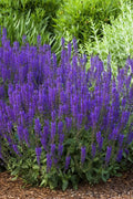  May Night Salvia - 1 Gallon Pot