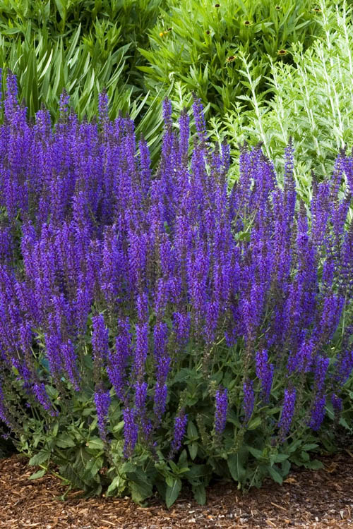  May Night Salvia - 5 Pack Of Quart Pots