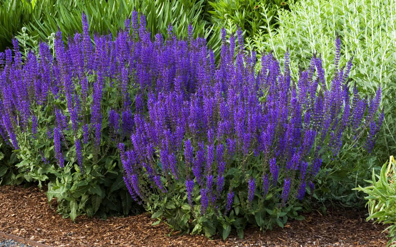  May Night Salvia - 1 Gallon Pot