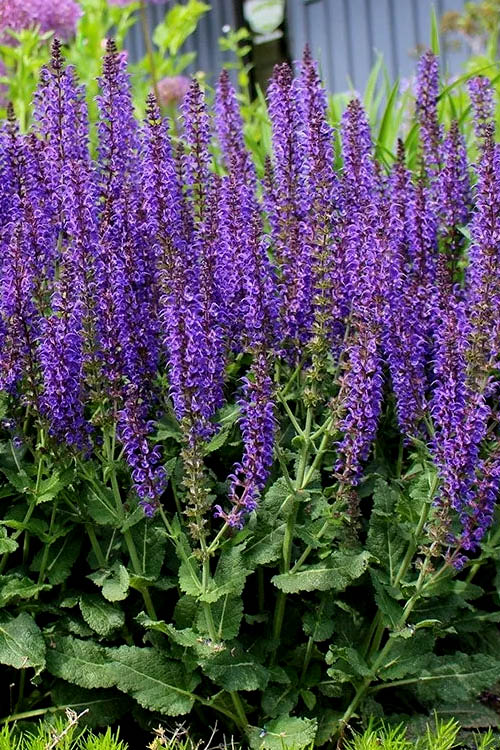  May Night Salvia - 1 Gallon Pot