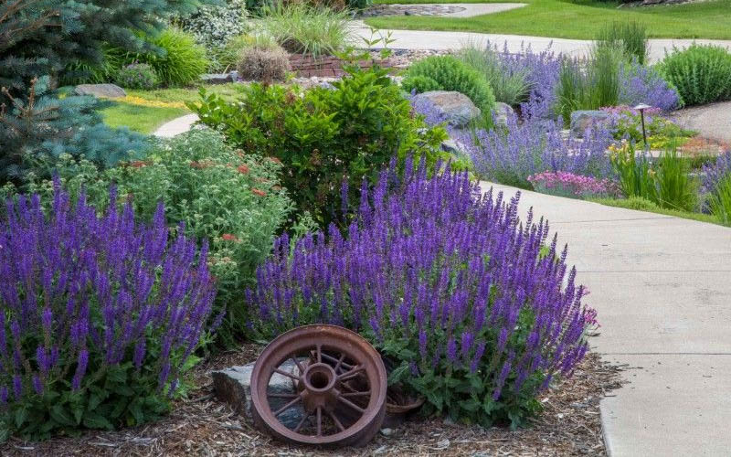  May Night Salvia - 1 Gallon Pot
