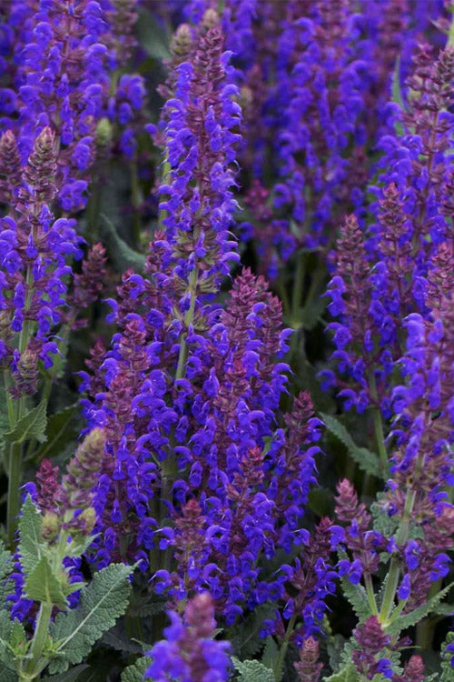  Sallyrosa April Night Salvia - 6 Pack Of 1 Gallon Pots