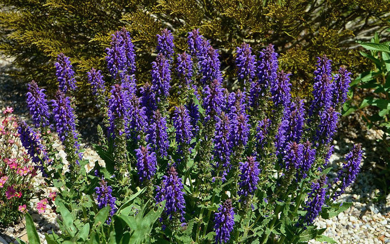  Sallyrosa April Night Salvia - 6 Pack Of 1 Gallon Pots