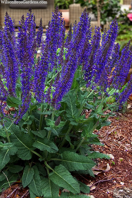  Sallyrosa April Night Salvia - 6 Pack Of 1 Gallon Pots