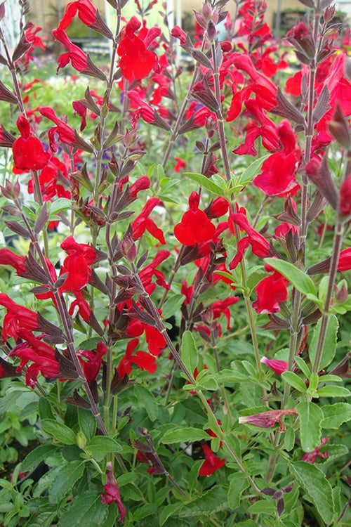 Radio Red Salvia (Autumn Sage) - 1 Gallon Pot
