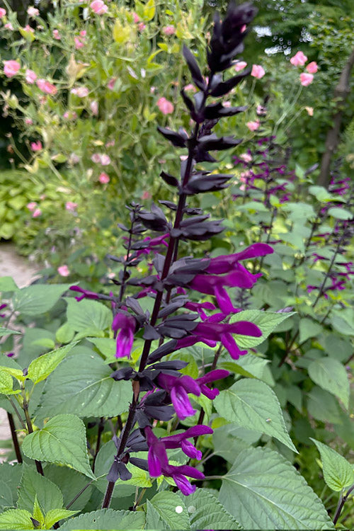  Bodacious Smokey Jazz Salvia - 1 Gallon Pot
