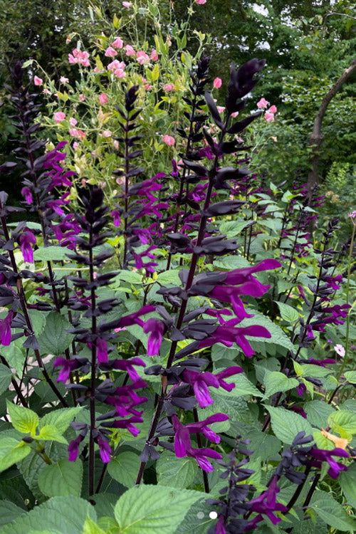  Bodacious Smokey Jazz Salvia - 1 Gallon Pot