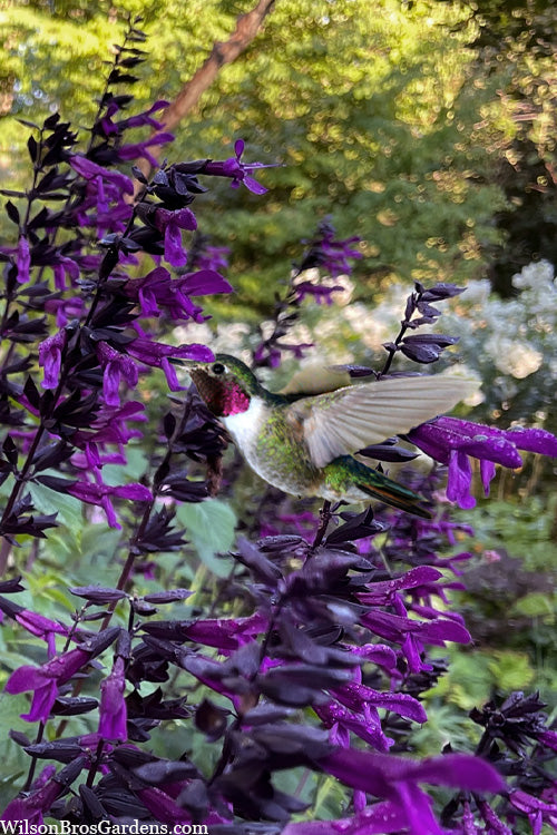  Bodacious Smokey Jazz Salvia - 1 Gallon Pot