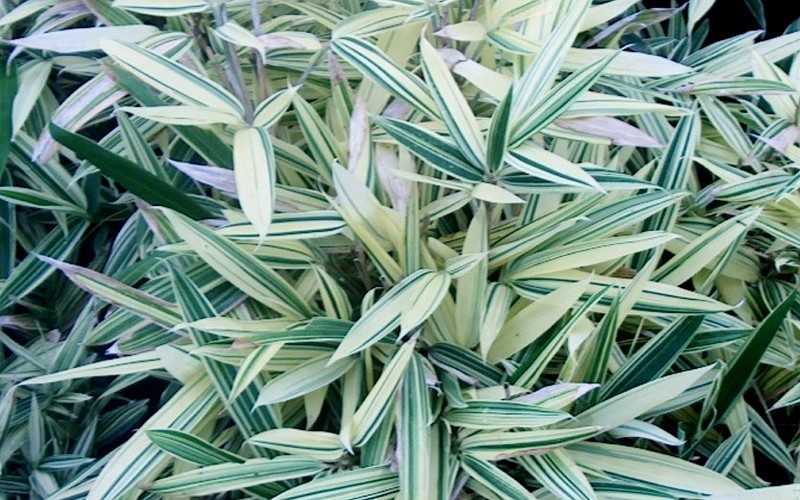 Albostriata Variegated Bamboo (Sam Bamboo) - Sasaella Masamuneana Albostriata - 3 Gallon Pot