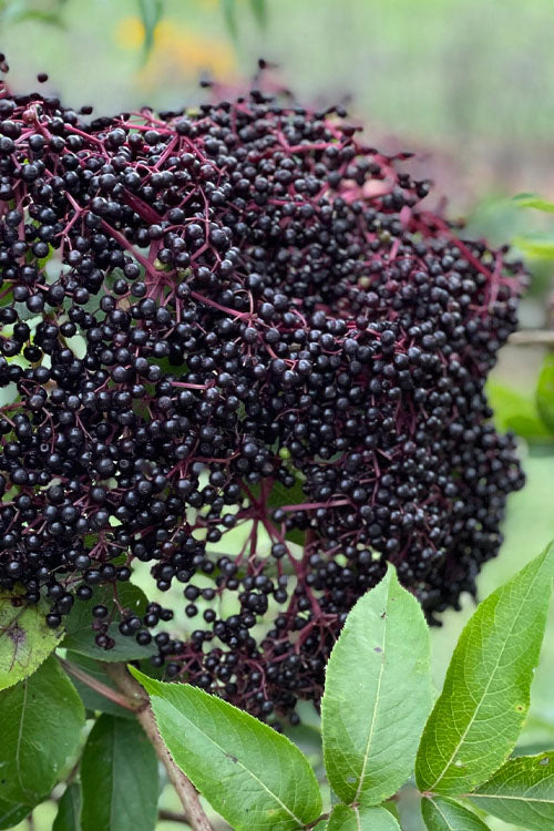  Bob Gordon American Elderberry (Sambucus Canadensis) - 3 Gallon Pot