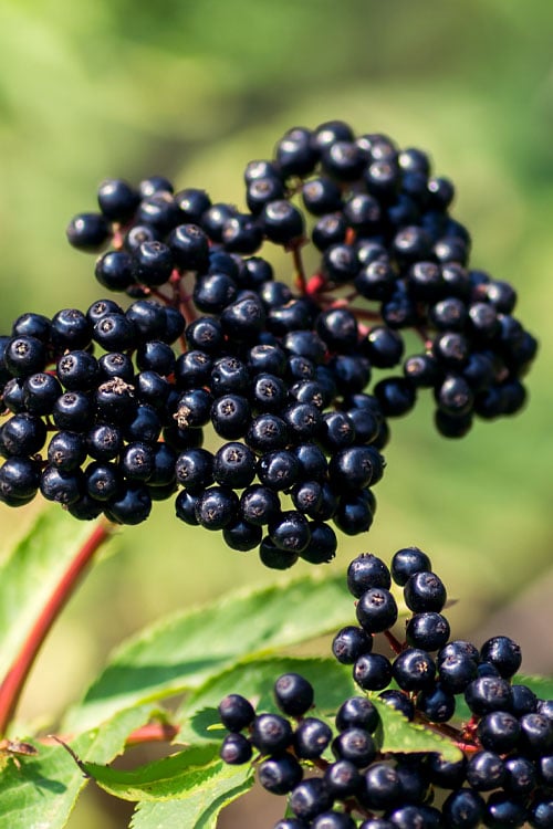  Adam's American Elderberry (Sambucus Canadensis) - 3 Gallon Pot