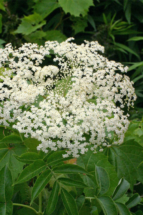  Nova American Elderberry (Sambucus) - 3 Gallon Pot