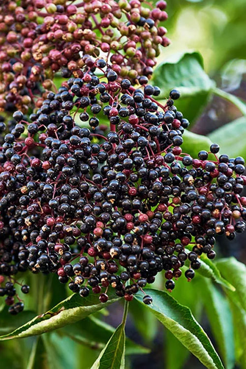 Nova American Elderberry (Sambucus) - 3 Gallon Pot