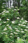  Nova American Elderberry (Sambucus) - 3 Gallon Pot
