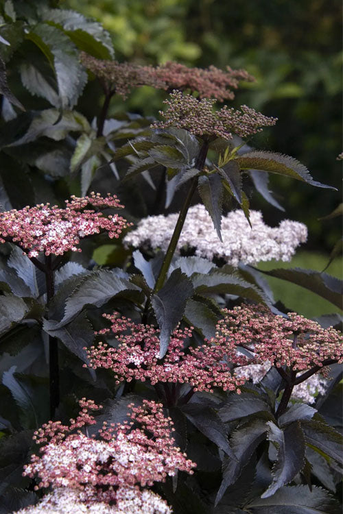  Black Tower Elderberry (Sambucus Nigra) - 3 Gallon Pot